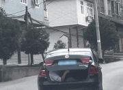 担心小猪仔中暑，四川一男子让同伴抱着猪仔坐在后备箱，真一个敢坐一个敢开！